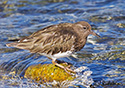 Arenaria melanocephala